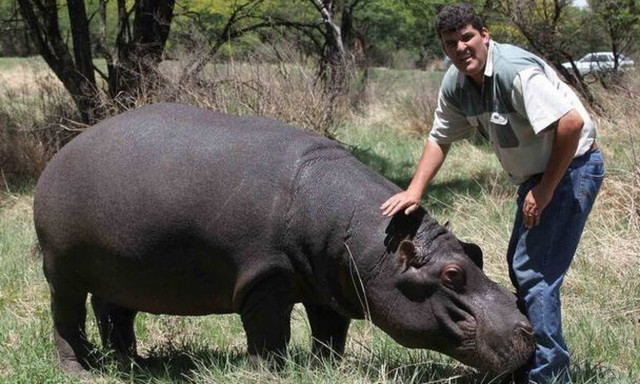 Απίστευτη τραγωδία: Τον κατασπάραξε ο ιπποπόταμος που είχε για κατοικίδιο!