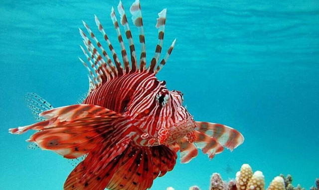 Κρήτη: Απίστευτο, δείτε τι έπιασαν οι ψαράδες - Θα μείνετε με το στόμα ανοιχτό