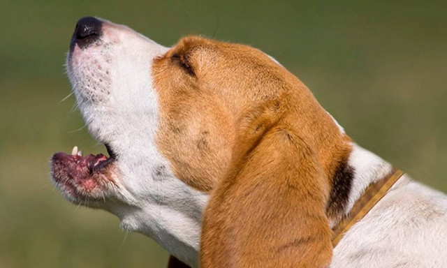 Ο σκύλος που βγάζει κραυγή… κόκορα! (video)
