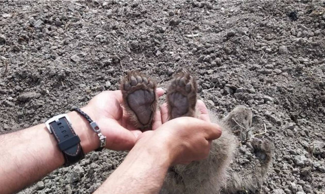 Σπαρακτικές εικόνες: Αρκούδα στην Καστοριά έθαψε μόνη τα αρκουδάκια της μετά από τροχαίο