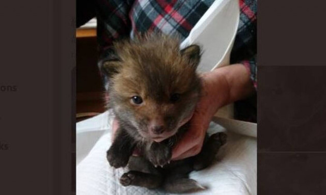 Νόμιζε ότι έσωσε κουτάβι από τον δρόμο - Όταν το πήγε στον κτηνίατρο αποκαλύφθηκε η αλήθεια