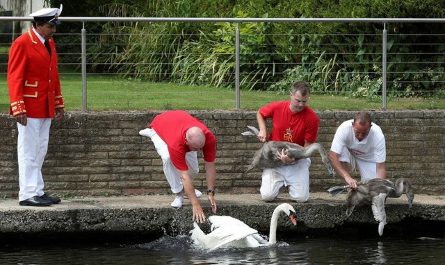 Κορονοϊός Βρετανία: Η απογραφή των βασιλικών κύκνων ακυρώνεται - Μια παράδοση αιώνων 