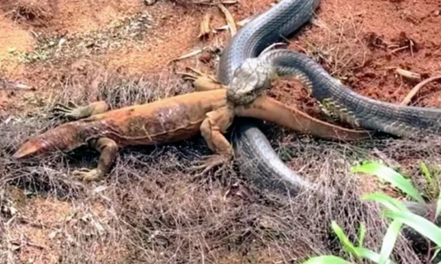 Κόμπρα χύνει δηλητήριο στο σώμα μιας τεράστιας σαύρας! (vid)
