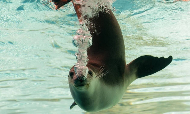 Δολοφονημένες εντοπίστηκαν 7 μεσογειακές φώκιες στο Αιγαίο