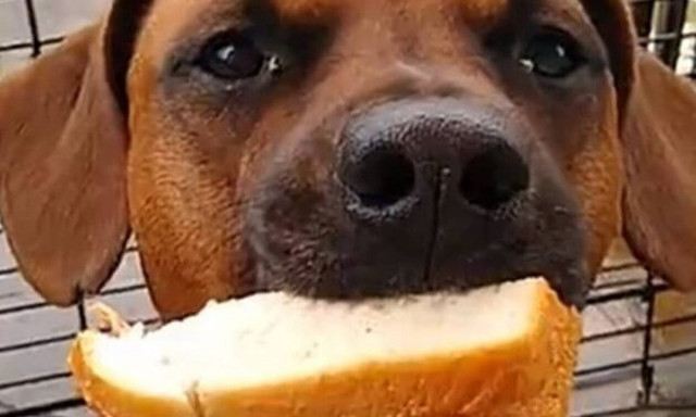 Σκύλος-Σπαρτιάτης: Κρατάει σάντουιτς στο στόμα και δεν το τρώει! (video)