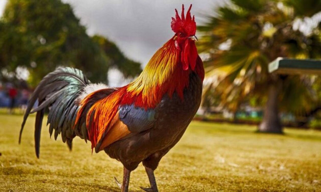 Φρίκη: Έβγαλε τα μάτια του γείτονά του επειδή τον ενοχλούσε ο... κόκορας!