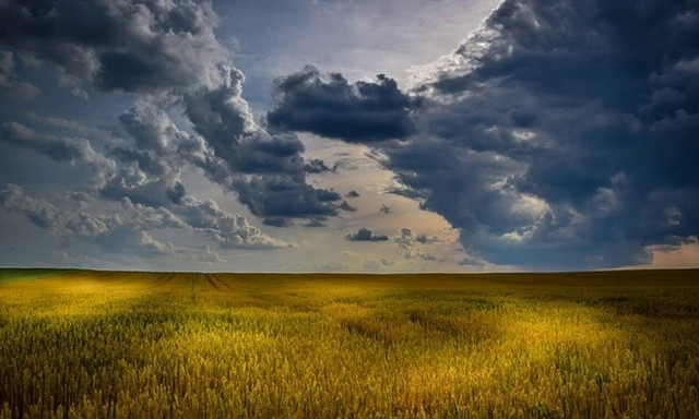 Τον βρήκαν τραυματισμένο και το τι ακολούθησε στην Εύβοια θα σε κάνει να συγκινηθείς