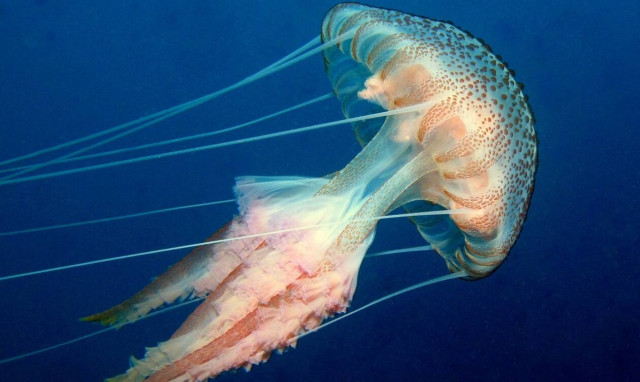 Ανησυχία στην Κρήτη: Δείτε το ασυνήθιστο είδος τσούχτρας που εμφανίστηκε στις παραλίες