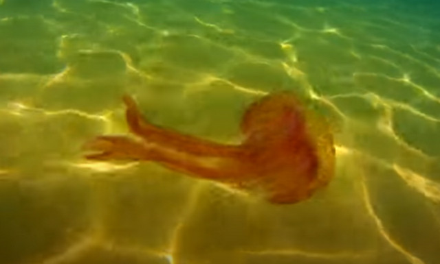 Κρήτη: Τσούχτρα με πλοκάμια δύο μέτρων εμφανίστηκε για πρώτη φορά (pics & vid)