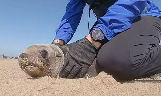 Πιάνουν τις φώκιες από το λαιμό και έρχεται η… ανατροπή! (vid)