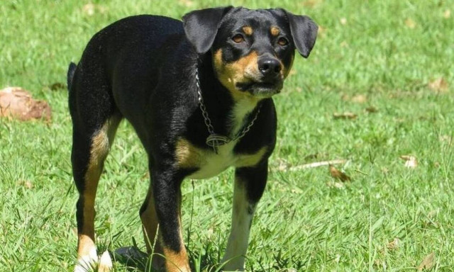 Κρήτη: Άγρια επίθεση σκύλου - Πήγε να πετάξει τα σκουπίδια και βρέθηκε με 32 ράμματα 