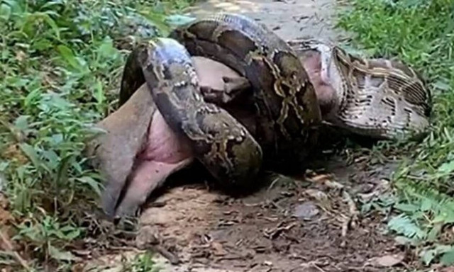 Πύθωνας καταβροχθίζει ολόκληρο αγριογούρουνο! (vid)