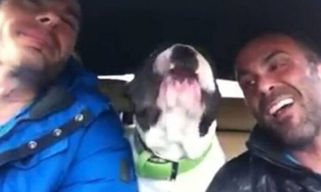 Τραγουδισταράς σκύλος κάνει το καλύτερο καραόκε! (vid)