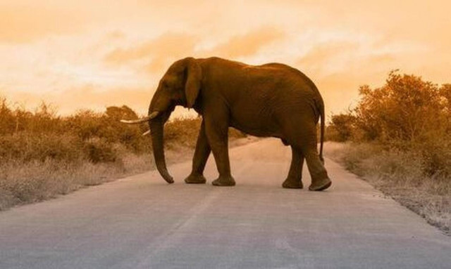 Τσάντισαν ελέφαντα και βρήκαν τον μπελά τους - Δείτε τι τους έκανε