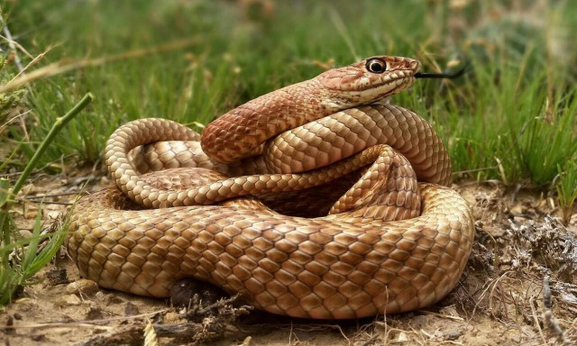 Τρόμος στη Δυτική Ελλάδα: Γέμισε ο τόπος φίδια - Συγκλονιστικές εικόνες