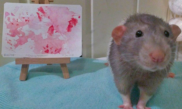 Βίντεο: Αυτό το ποντίκι βγάζει… μεροκάματο 24 ευρώ!