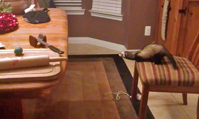 Βίντεο: Νυφίτσα ετοιμάζεται για τρελή «σκανδαλιά» και δείτε τι παθαίνει…