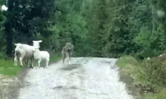 Λύκος σέρνει ζωντανό πρόβατο στη φωλιά του! (vid)