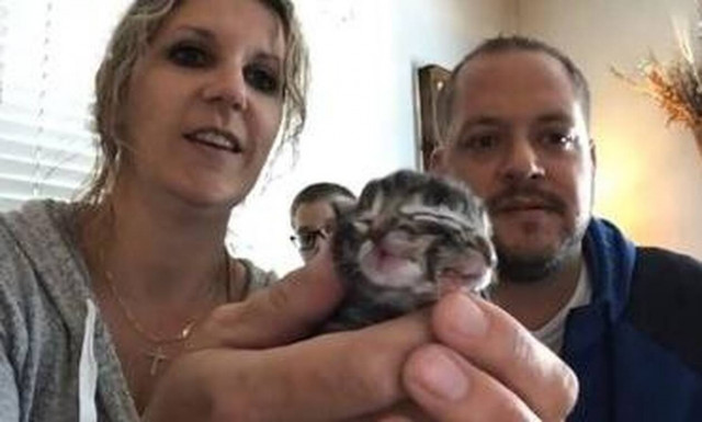 Απίστευτο: Γατάκι γεννιέται με δύο πρόσωπα! (vid)