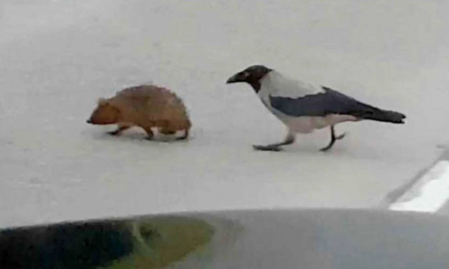 Αυτό που κάνει το κοράκι στον σκαντζόχοιρο δεν έχει προηγούμενο! (vid)