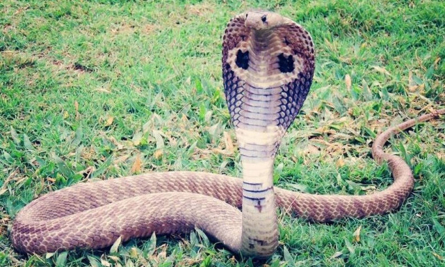 Φρικτό έγκλημα: Σκότωσε τη σύζυγό του με βασιλική κόμπρα!