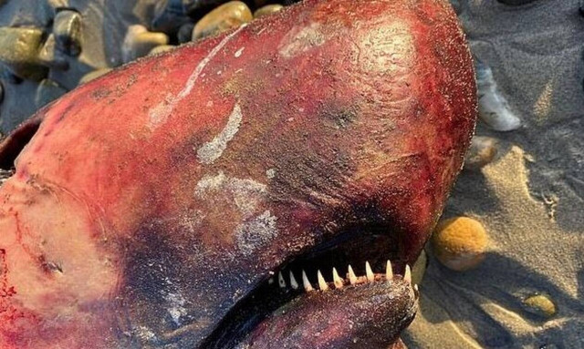 Τρόμος στη θάλασσα: Δείτε το «τέρας» που ξέβρασε