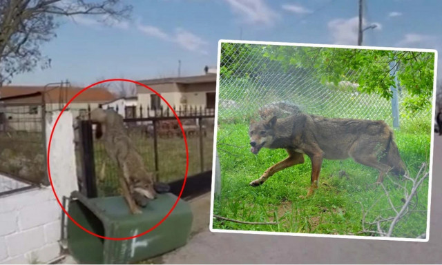 Δεν θα επιστρέψει στο δάσος η λύκαινα που βρέθηκε καρφωμένη σε φράχτη