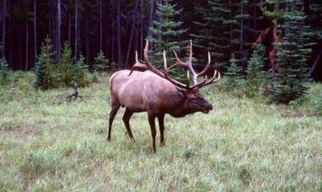 Τεράστιος τάρανδος «μπουκάρει» σε θερμοκήπιο! (video)