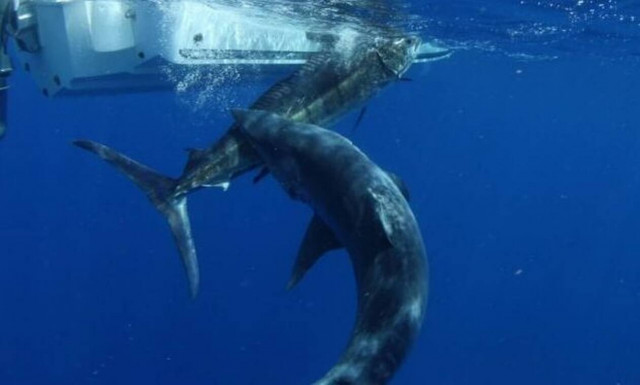 Καρχαρίας τσακίζει ξιφία με μία και μόνο κίνηση! (video)