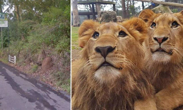 Φύλακας καθαρίζει το κλουβί 2 λιονταριών και… ξεκινάει η περιπέτεια
