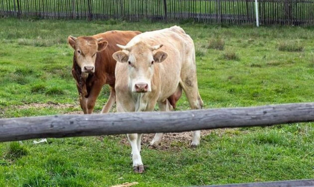 Τραγωδία: Νεκρός 82χρονος έπειτα από επίθεση από αγελάδες