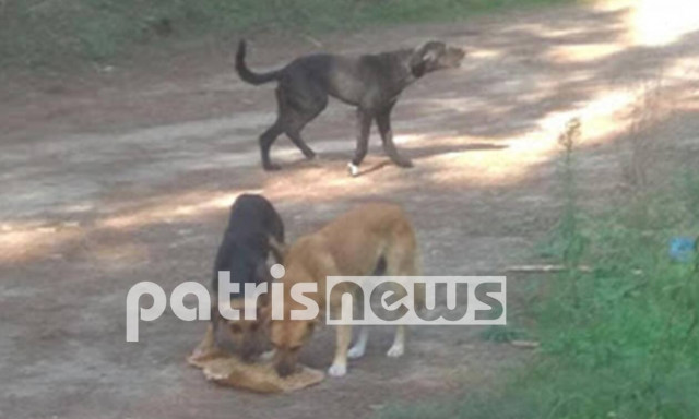 Ηλεία: Αγέλη σκύλων επιτέθηκε σε 14χρονο - Πώς σώθηκε το παιδί