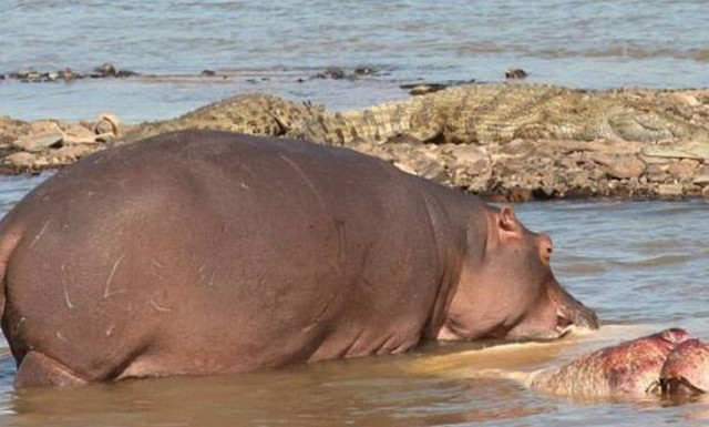 Σκληρές εικόνες: Ιπποπόταμος τρώει ιπποπόταμο! 