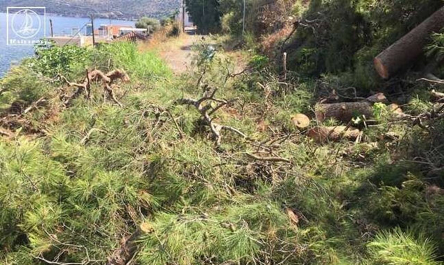 Αμφιλοχία: Πεύκα καταπλάκωσαν σπίτι - Σώθηκαν από θαύμα (pics)