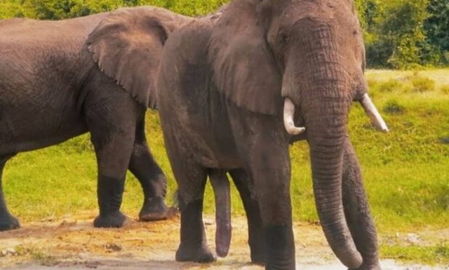 Κοιτάξτε καλά: Βλέπετε κάτι περίεργο στα πόδια του ελέφαντα;