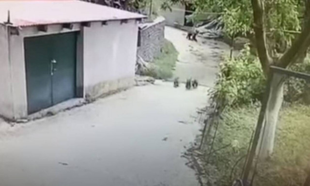 Μέτσοβο: Οικογένεια από αρκούδες ήπιε όλο το κρασί και το τσίπουρο που βρήκε σε αποθήκη! (video)