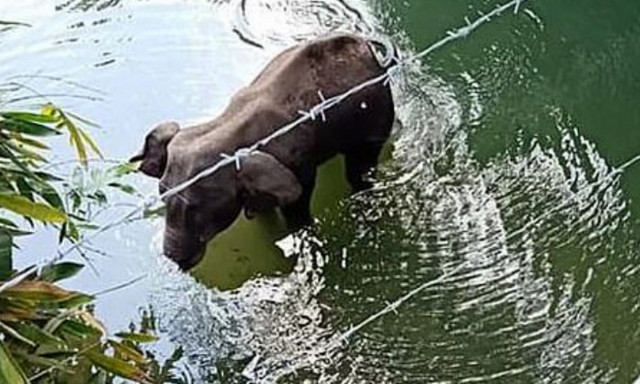 Φρίκη: Έδωσαν σε έγκυο ελεφαντίνα να φάει ανανά με εκρηκτικά - Βρήκε τραγικό θάνατο