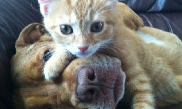 Αγαπησιάρης σκύλος πνίγει στα χάδια μικροσκοπικό γατάκι! (vid)