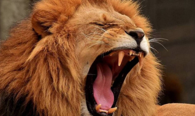 Όσκαρ ανοησίας: Άνοιξε το παράθυρο να χαϊδέψει… λιοντάρι – Το μετάνιωσε 