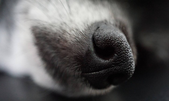 Αυτός είναι ο σκύλος με τη μακρύτερη μουσούδα στον κόσμο (pic)