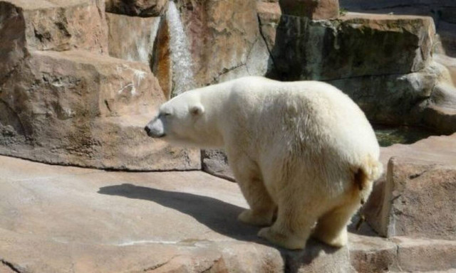 Αρκούδα κάνει την... ανάγκη της πάνω σε άλλη αρκούδα χωρίς τύψεις! (video)