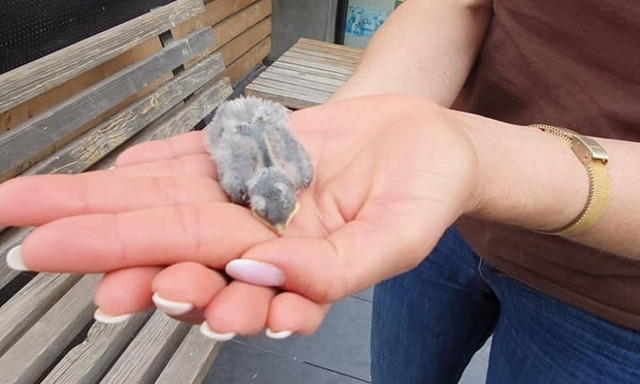 Σέρρες: Συνελήφθη άνδρας που κατέστρεψε φωλιές και σκότωσε χελιδόνια