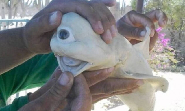 Το πιο τρομακτικό ψάρι που ξέβρασε ποτέ η θάλασσα! (video)