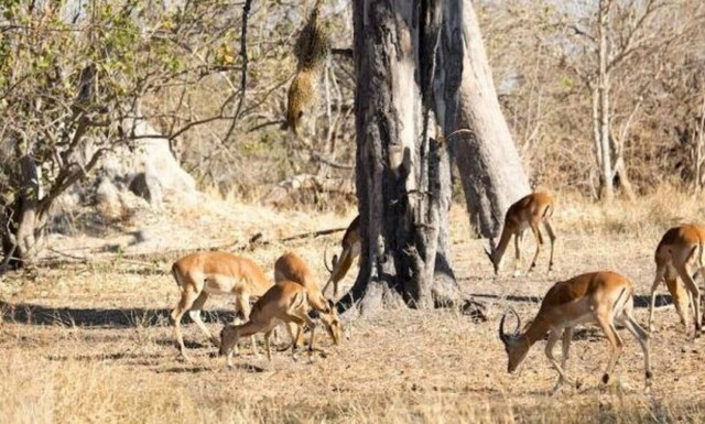 Λεοπάρδαλη βουτάει από 5 μέτρα ύψος και τσακίζει αντιλόπη! 