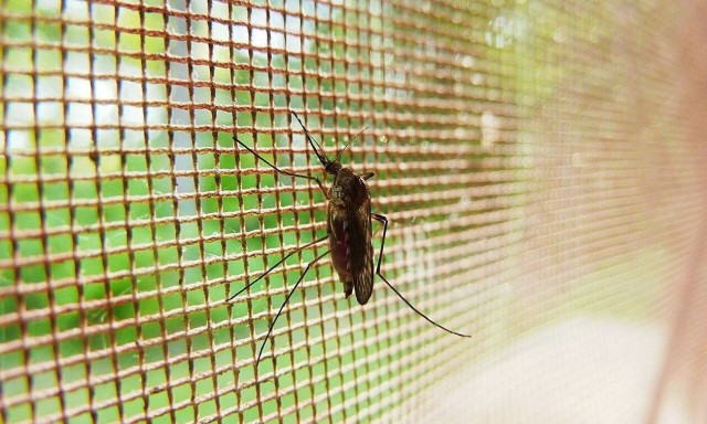 Μυστήριο: Γιατί αυτό το χωριό δεν έχει ούτε ένα… κουνούπι (pics)