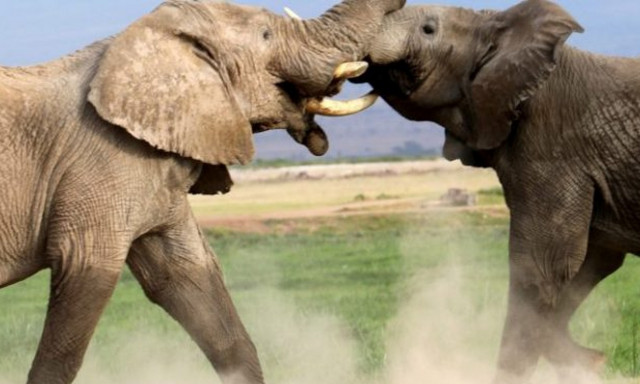 Μάχη γιγάντων: Ελέφαντας εναντίον ελέφαντα! (vid)