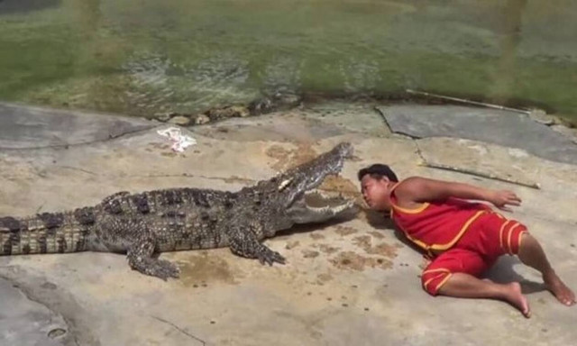 Σκληρές εικόνες: Κροκόδειλος δαγκώνει θηριοδαμαστή στο κεφάλι! (vid)