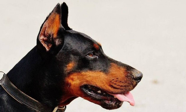 Τρόμος στην Κοζάνη: Σκύλος δάγκωσε 6χρονο κοριτσάκι