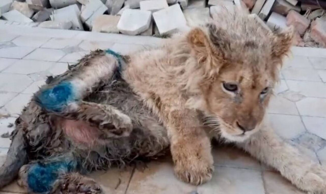 Έσπασαν τα πόδια σε λιονταράκι για να βγάζει φωτογραφίες με τουρίστες