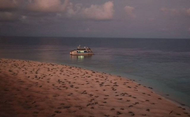 Απίστευτο θέαμα: 64.000 χελώνες στον Μεγάλο Κοραλλιογενή Ύφαλο